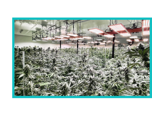 Our Facility - Supernova Farms Inc.