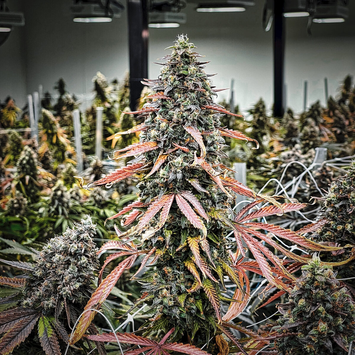 Unicorn Shoes Strain Lineage, Terpenes, Aroma ⇒ Supernova Farms Inc.