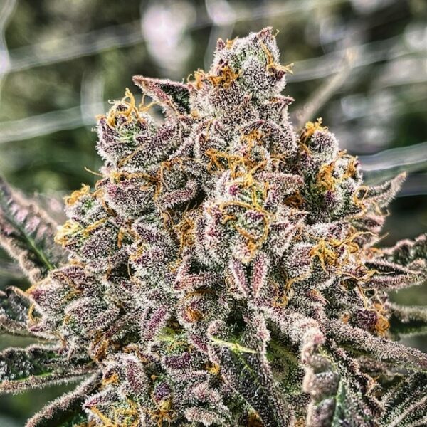 Our Premium Craft Cannabis Cultivars & Strains ⇒ Supernova Farms Inc.