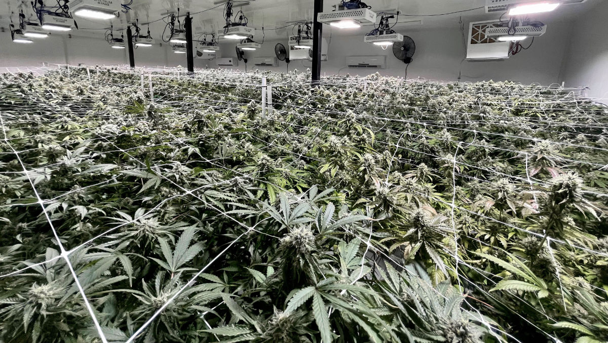 Supernova Farms grow room