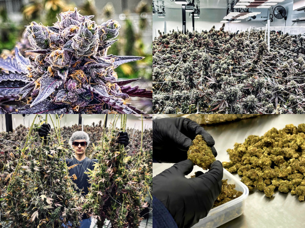 We believe good cannabis should speak for itself