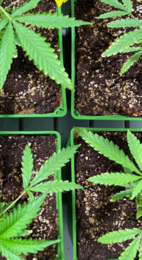 Vegetative Stage