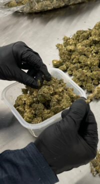 Hand Trim